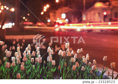flowerbed with tulips in the night city 23328523