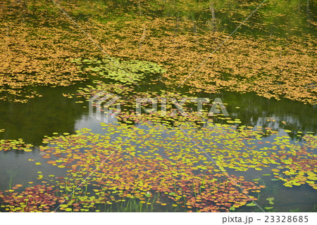 蓮池の水面 蓮池の水面 23328685