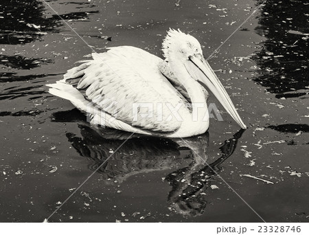 Black and white Great white pelican - Pelecanus onocrotalus - is 23328746