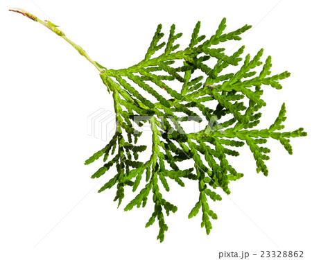 green twig of thuja orientalis plant isolated 23328862