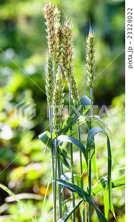 few ears of green wheat at field 23329022