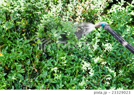 spraying insecticide on boxwood bushes 23329023