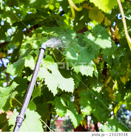 treatment of vineyard by insecticide treatment of vineyard by insecticide 23329338