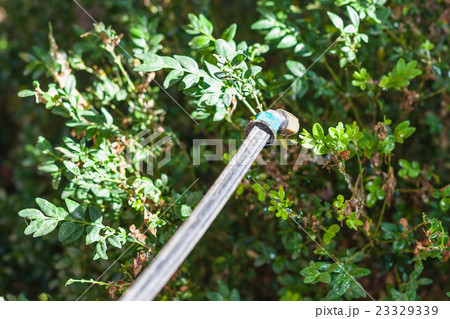 sprayer and plant after pesticide processing sprayer and plant after pesticide processing 23329339