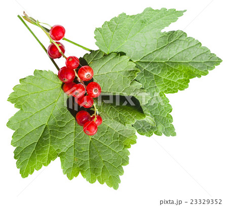 red berries and green leaves of redcurrant 23329352