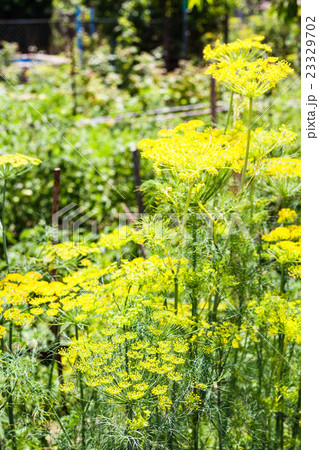 yellow blooming of dill herb in garden yellow blooming of dill herb in garden 23329702