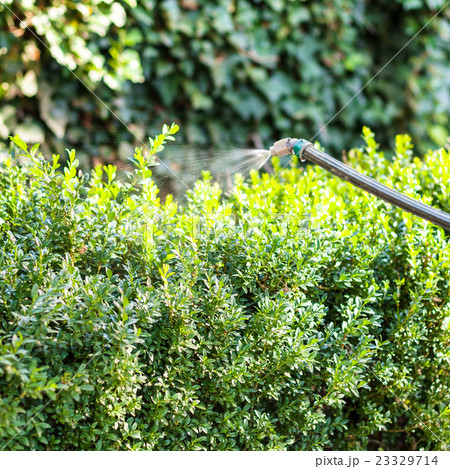 treatment of boxwood bushes by pesticide 23329714