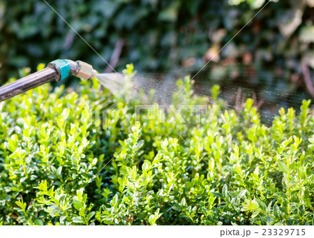 processing of boxtree bushes by insecticide processing of boxtree bushes by insecticide 23329715