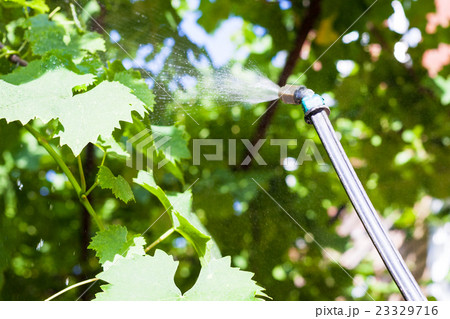 processing of vineyard by pesticide processing of vineyard by pesticide 23329716