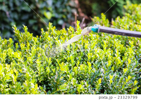 processing of boxwood bushes by pesticide processing of boxwood bushes by pesticide 23329799