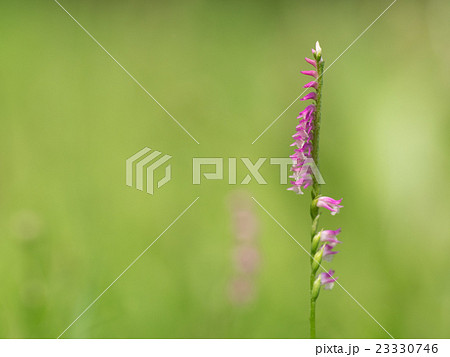初夏の原の捩花 初夏の原の捩花 23330746