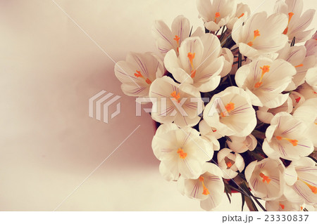 snowdrops The first spring wild flowers 23330837