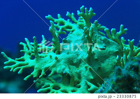 branches of coral underwater macro photo 23330875