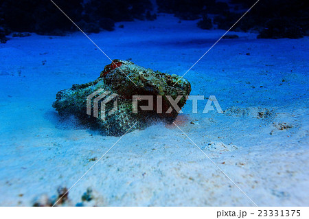 synanceia verrucosa fish stone 23331375