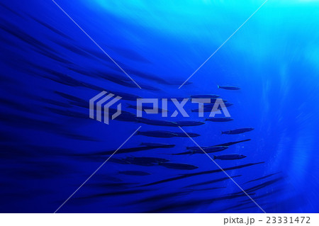 flock of fish on the coral reef flock of fish on the coral reef 23331472
