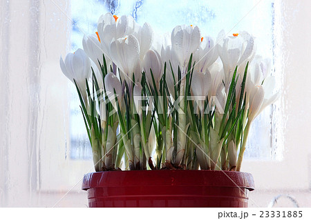 live crocuses in a pot 23331885
