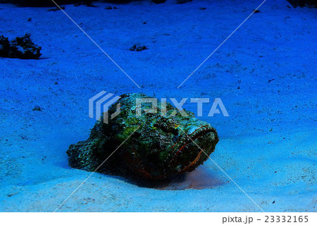 synanceia verrucosa fish stone 23332165