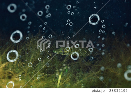 Underwater World on the lake, reeds and clear water Underwater World on the lake, reeds and clear water 23332195