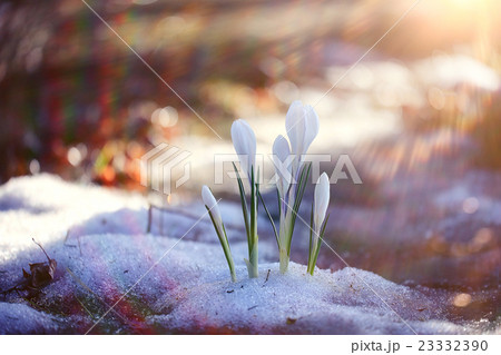 snowdrops crocus spring card 23332390