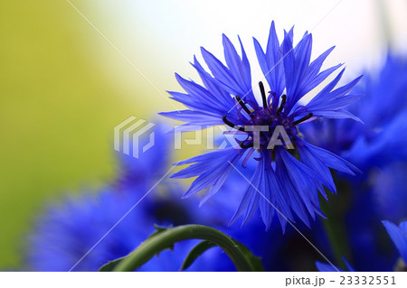 wild flowers in the field 23332551