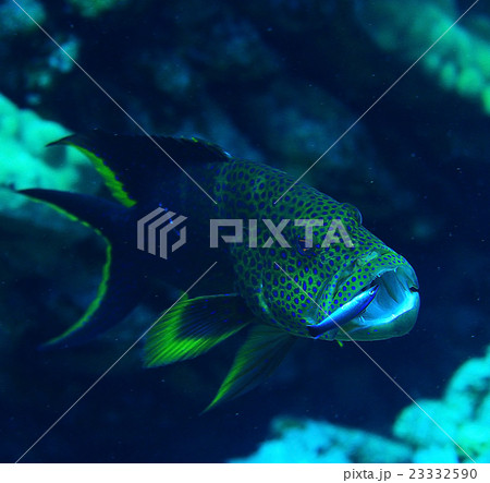 grouper underwater photo 23332590