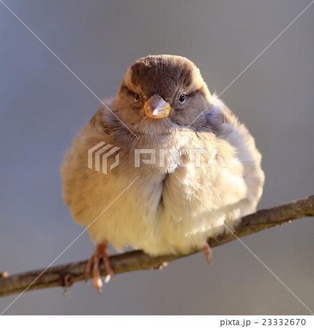 Sparrow on a branch Spring Sparrow on a branch Spring 23332670