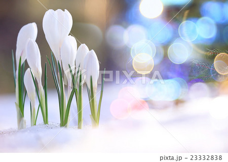 snowdrops crocus spring card 23332838