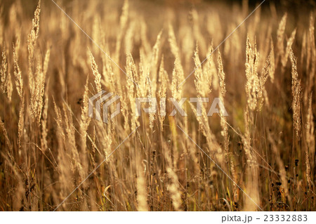 autumn dry grass sedge 23332883