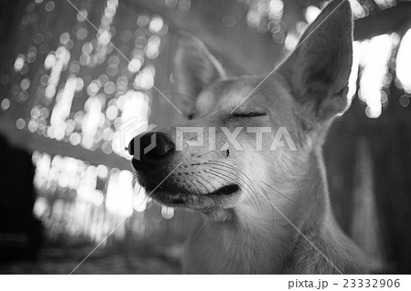 Pretty cheerful mongrel dog outside 23332906