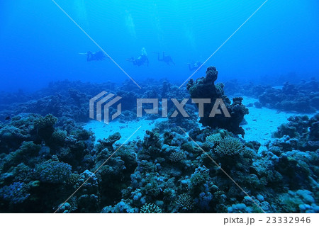 tropical sea underwater landscape 23332946