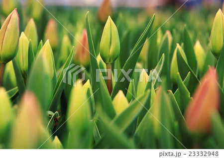 texture tulips blooming yellow field 23332948