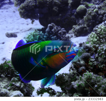 grouper underwater photo 23332983