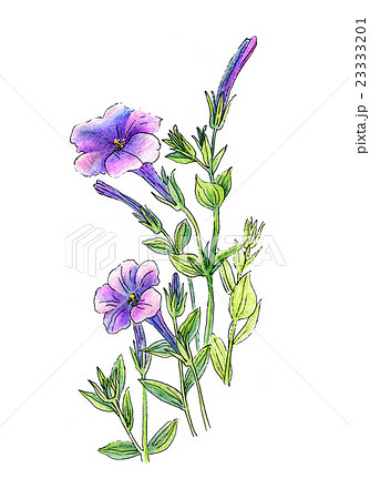 Beautiful Petunia Flowersのイラスト素材