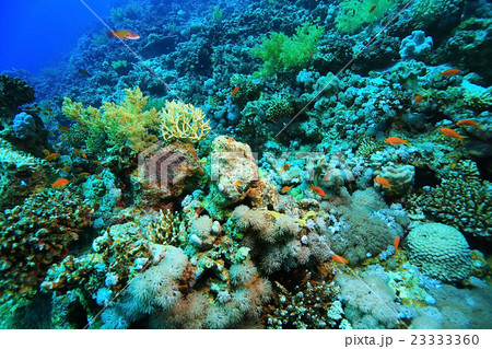 small coral fish underwater 23333360