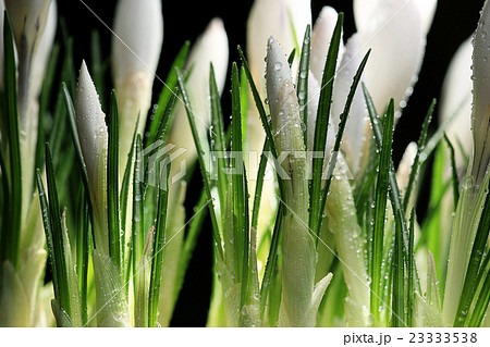 white crocus on a black background 23333538