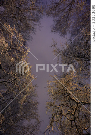Winter night background snowy branches 23333699