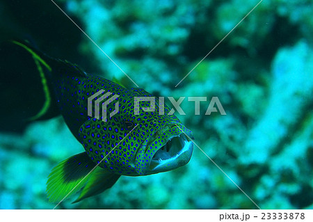 unusual saltwater fish on a coral reef unusual saltwater fish on a coral reef 23333878