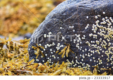 texture of the stone coquina beach 23333917