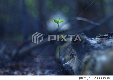 blurred spring background, young branches with leaves and buds blurred spring background, young branches with leaves and buds 23333930