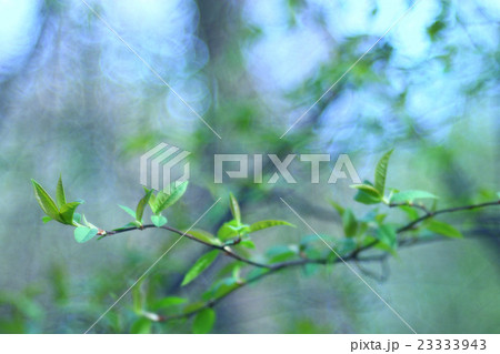 blurred spring background, young branches with leaves and buds blurred spring background, young branches with leaves and buds 23333943