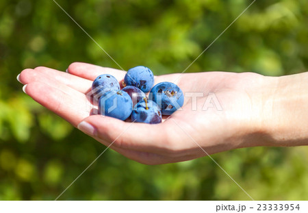 handful of large ripe blueberries in hand 23333954