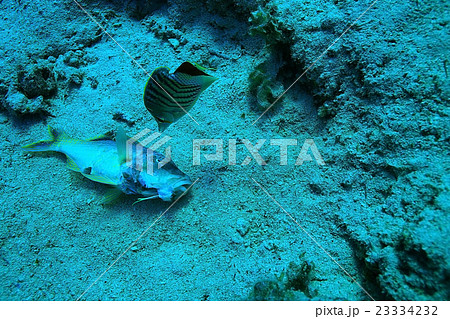 dead fish on the coral reef 23334232