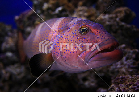 grouper underwater photo 23334233