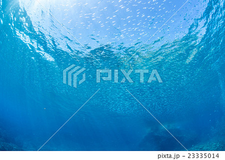 イワシの幼魚と太陽の光 イワシの幼魚と太陽の光 23335014