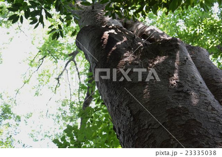 森の木 23335038