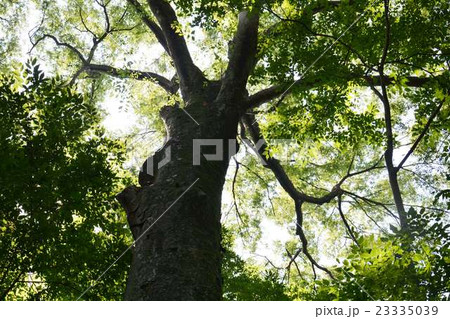 森の木 23335039