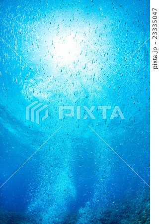 イワシの幼魚と太陽の光 23335047