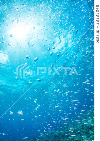 イワシの幼魚と太陽の光 イワシの幼魚と太陽の光 23335048