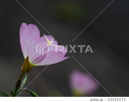 かわいいヒルザキツキミソウ 23335573