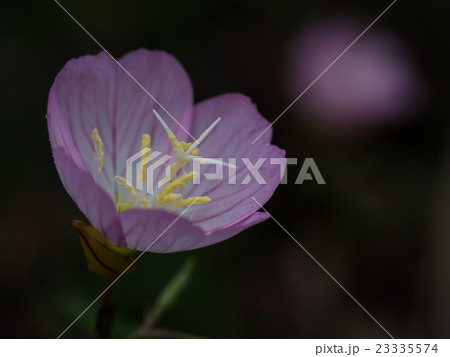 かわいいヒルザキツキミソウ 23335574